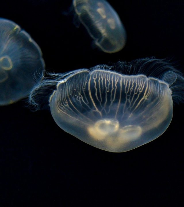 jellyfish, sea jellies, animals