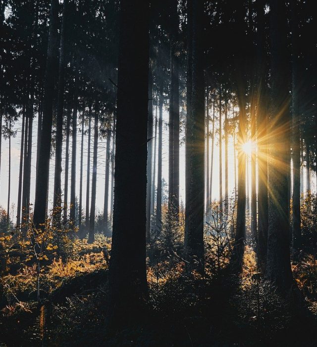 sunlight, trees, silhouettes