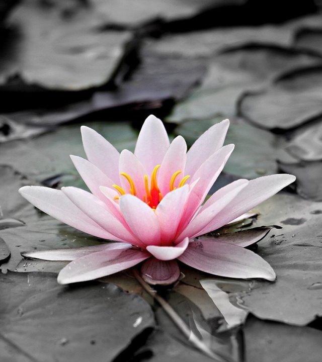 water lily, pink, aquatic plant